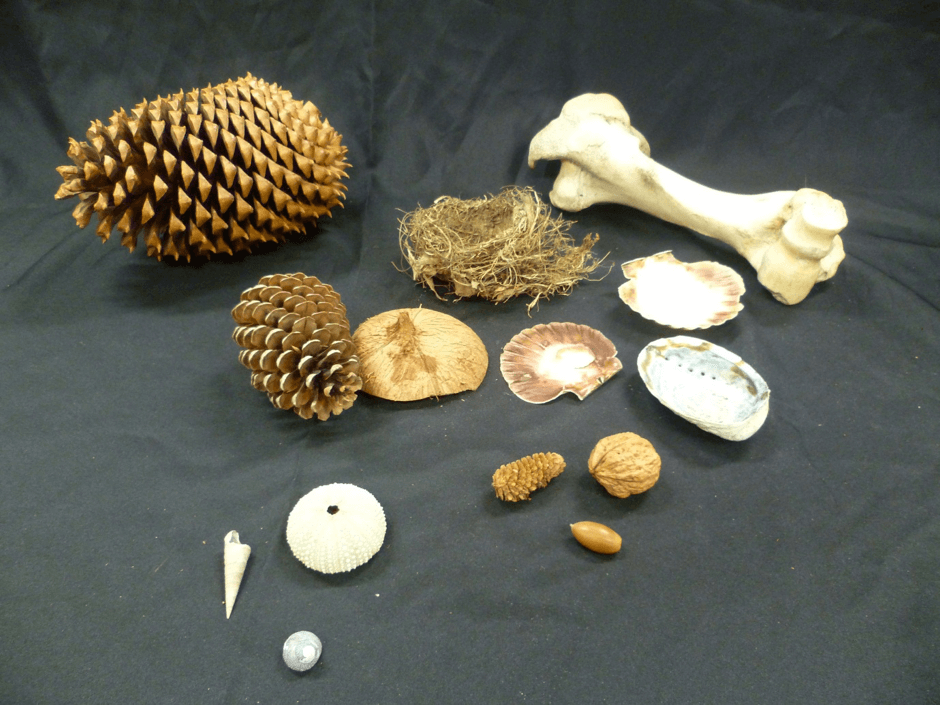 A range of natural materials including cones, bones, shells, nuts, and a bird’s nest to explore using two hands.